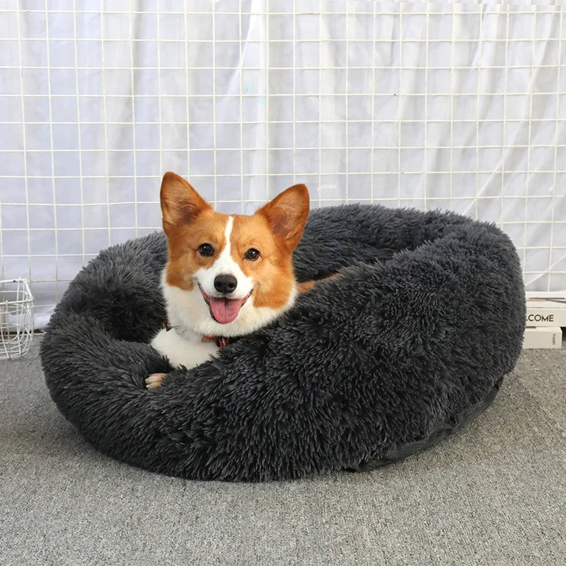 Pawlished accessories for stylish pets