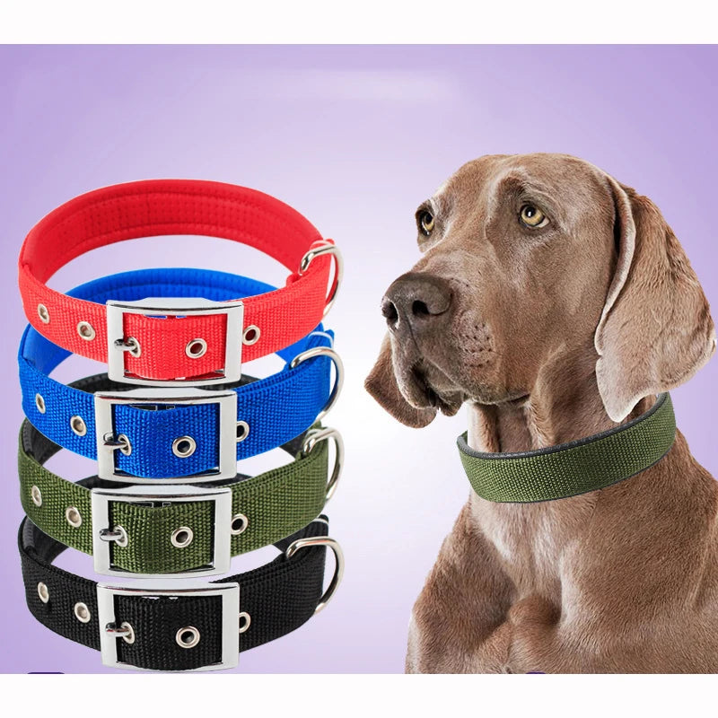 Dog wearing the Classic Nylon Dog Collar
