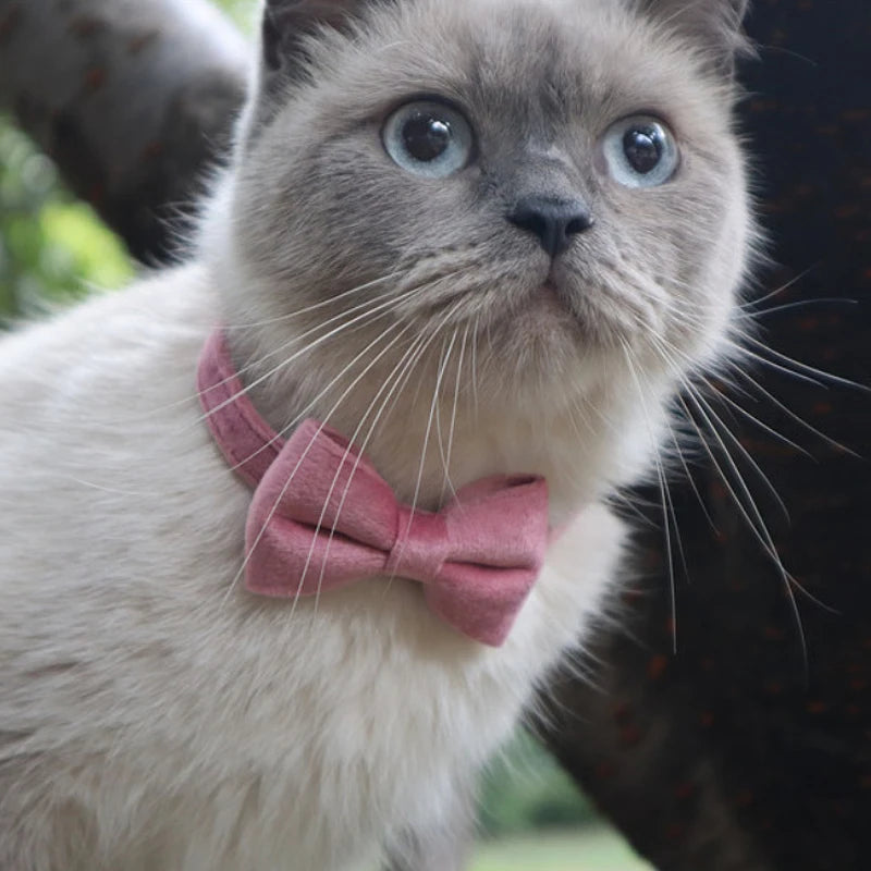 Cat wearing the pink Velvet Bow Cat Collar