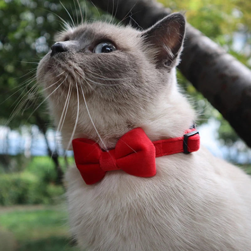 Cat wearing the red Velvet Bow Cat Collar