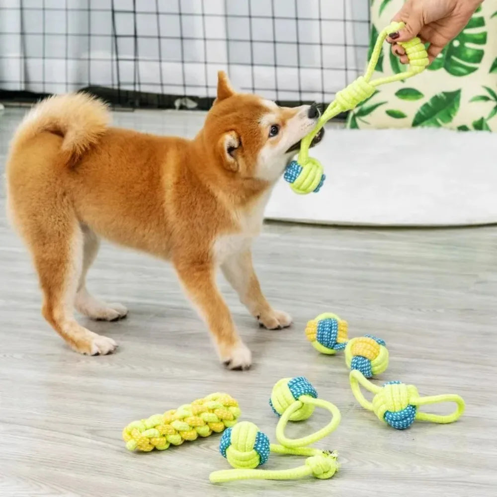 Dog with a cotton rope toy