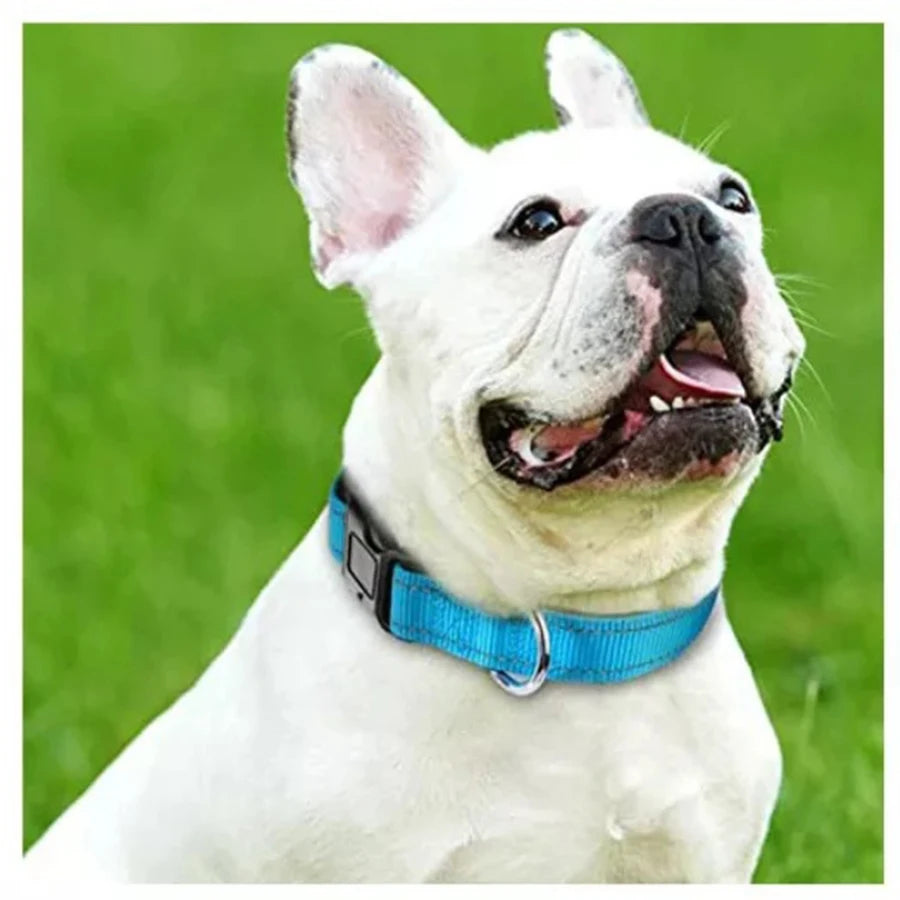 French bulldog wearing the blue Reflective Padded Dog Collar