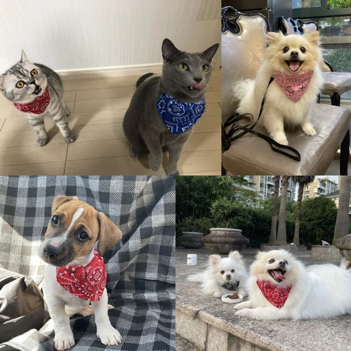 Cats and dogs wearing the Bandana Dog Collar