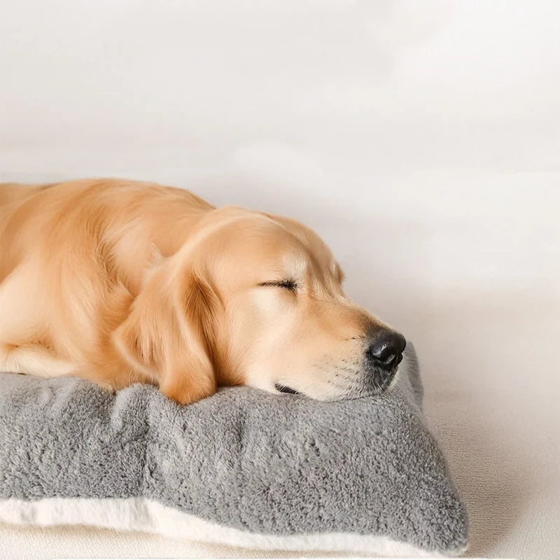 Close-up of a dog asleep on the soft plush