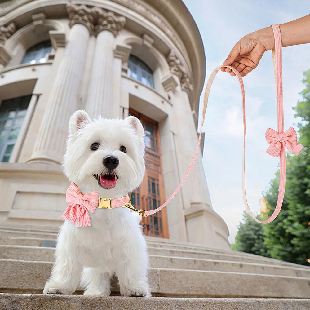 Small white dog wearing the pink bow tie collar
