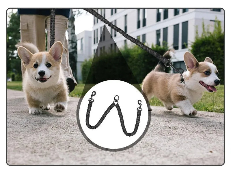 Two corgis on the Double Dog Lead Coupler