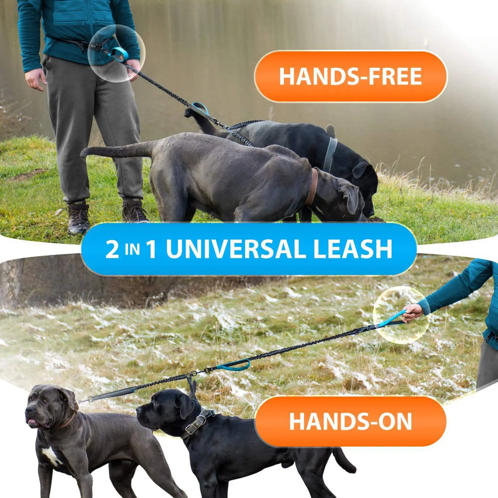 Walking two dogs hands-free