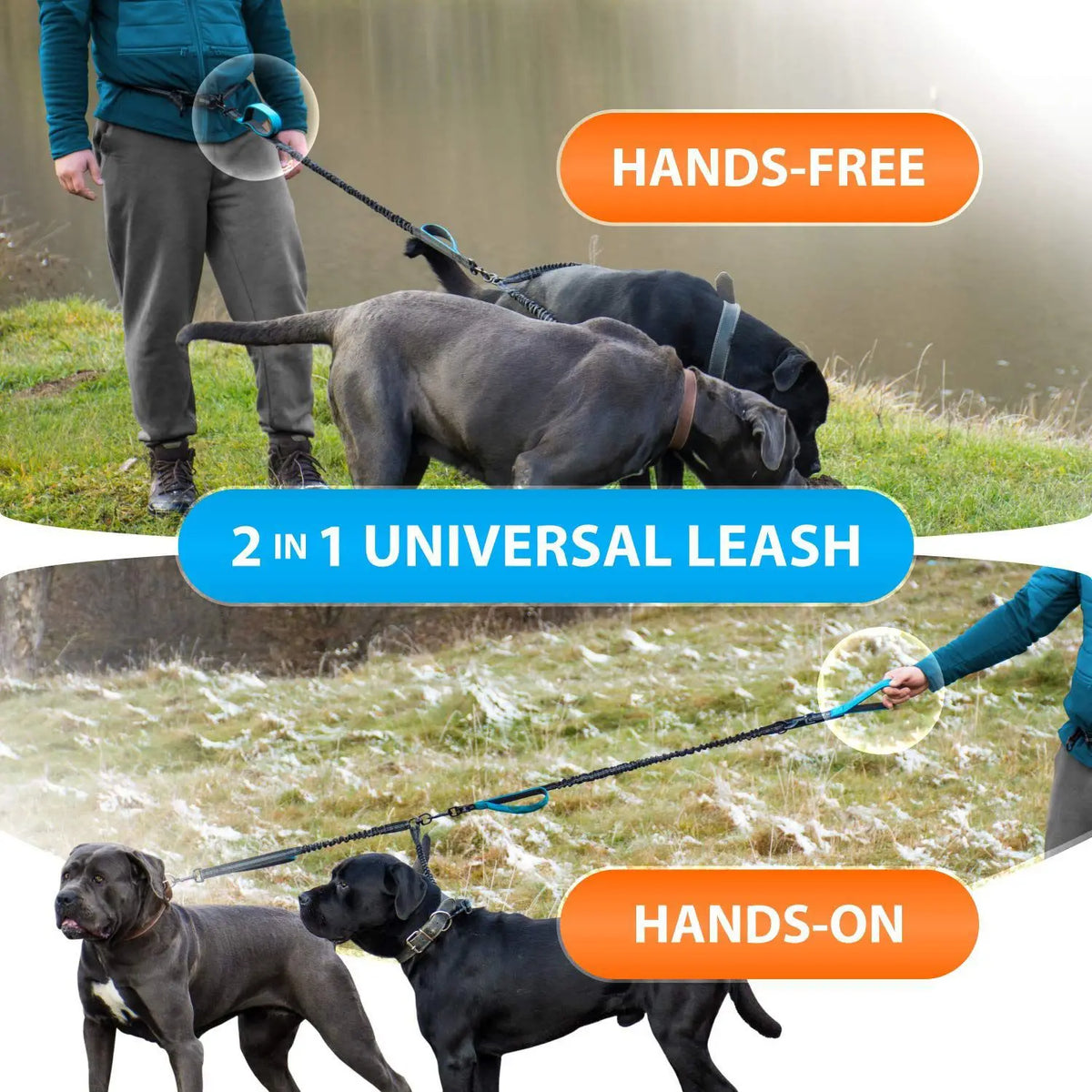 Walking two dogs hands-free