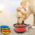 Dog eating from a collapsible travel bowl